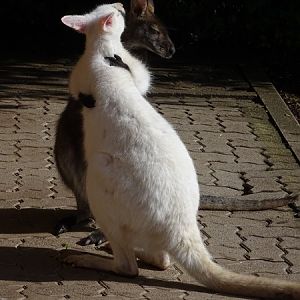 Red-necked wallaby (Macropus rufogriseus)