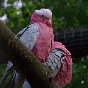 Galah (Eolophus roseicapilla)