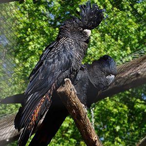 Red-tailed black cockatoo (Calyptorhynchus banksii)