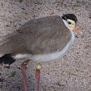 Masked lapwing (Vanellus miles)