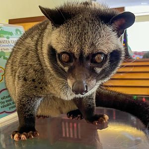 Asian Palm Civet (Paradoxurus hermaphroditus)