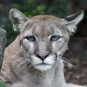 Florida Panther (Puma concolor couguar) - "Mahala"