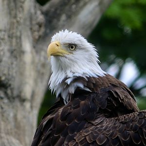 Southern Bald Eagle (Haliaeetus leucocephalus leucocephalus)