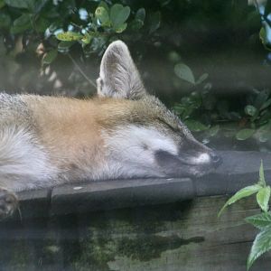 Florida Gray Fox (Urocyon cineroargenteus floridanus)