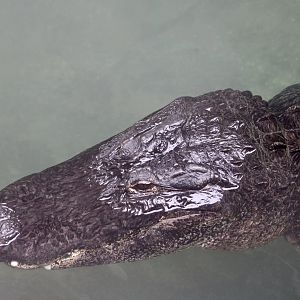 American Alligator (Alligator mississippiensis)