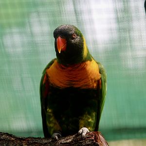 Edward's Lorikeet (Trichoglossus capistratus capistratus)
