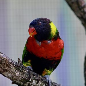 Coconut Lorikeet (Trichoglossus haematodus)