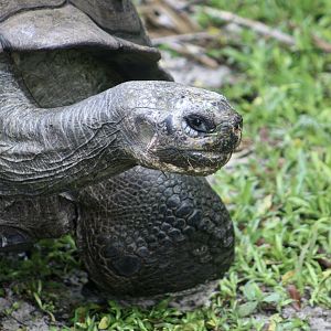 Western Santa Cruz Giant Tortoise (Chelonoidis niger porteri) - "Goliath"