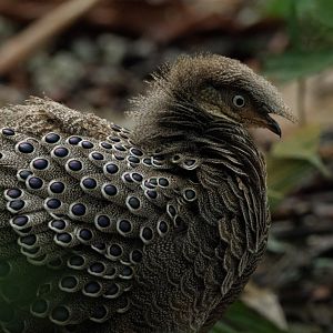 Grey Peacock-pheasant (Polyplectron bicalcaratum)