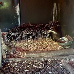 Seven Cape porcupine