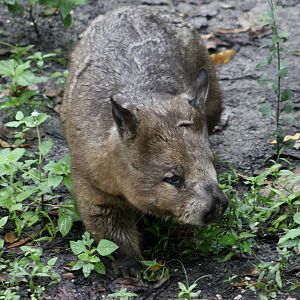 Southern Hairy-Nosed Wombat (Lasiorhinus latifrons)