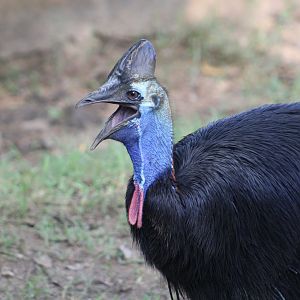 Southern Cassowary (Casuarius casuarius)
