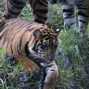 Sumatran Tiger (Panthera tigris sondaica) cub