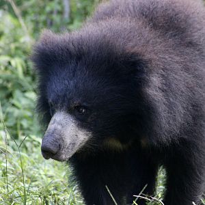 Sloth Bear (Melursus ursinus) cub