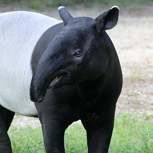 Malayan Tapir (Tapirus indicus)