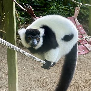 Black and white ruffed lemur (Varecia variegata)