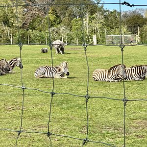 Plains zebra herd