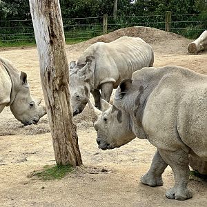 Three Southern white rhinoceros