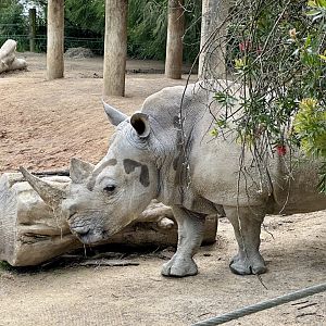 Southern white rhinoceros (Moesha)