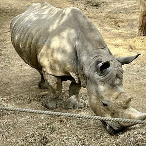 Southern white rhinoceros (Kruger)