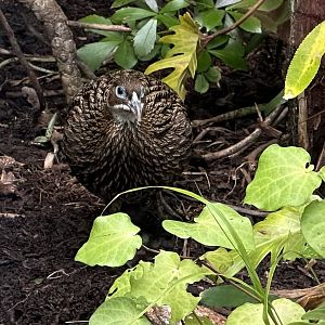 Female Himalayan monal (Lophophorus impejanus)