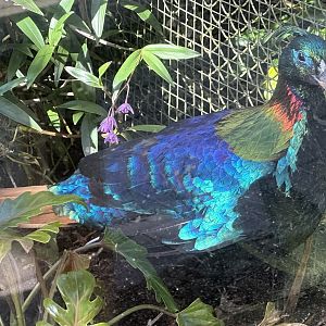 Male Himalayan monal (Lophophorus impejanus)
