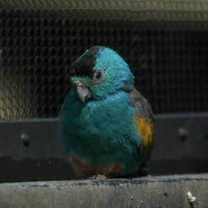 Golden-shouldered Parrot (Psephotellus chrysopterygius)