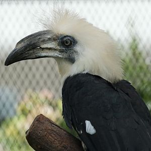 White-crowned Hornbill (Berenicornis comatus)