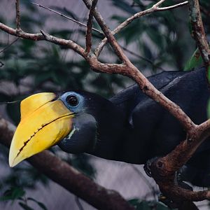 Wrinkled Hornbill
