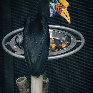 Knobbed Hornbill