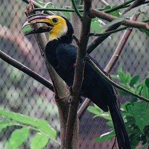 Sulawesi Hornbill