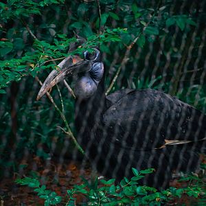 Abyssinian Ground Hornbill