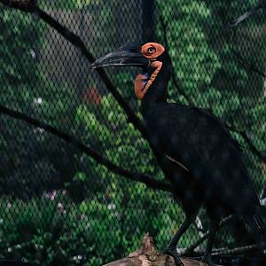 Southern Ground Hornbill