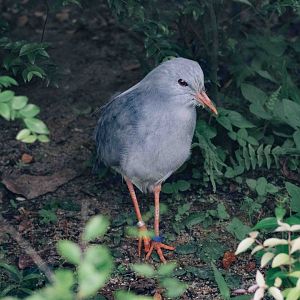 Kagu