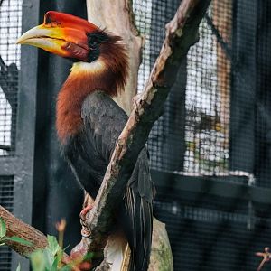 Ruffy the one-eyed Southern Rufous Hornbill