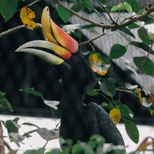 Javan Rhinoceros Hornbill