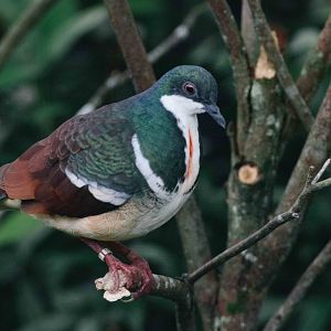 Negros Bleeding Heart Dove