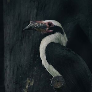 Luzon Hornbill