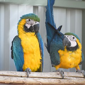 Blue and Gold Macaws