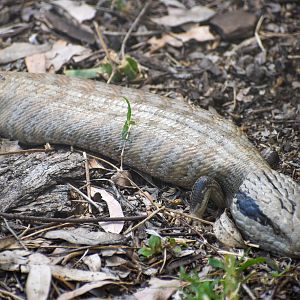 Centralian Bluetongue