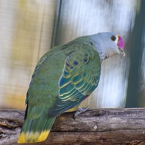 Rose-crowned Fruit-Dove