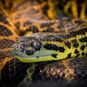 Yellow Anaconda