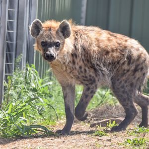 New Species: Spotted Hyena