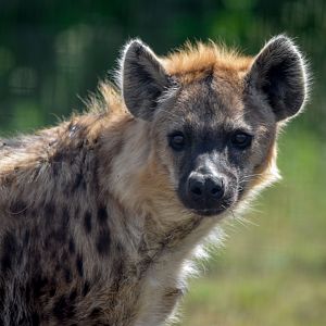 New Species: Spotted Hyena