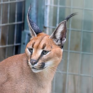Caracal