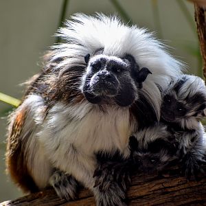 Cottontop Tamarin with twins