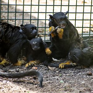 Red-handed Tamarin with twins