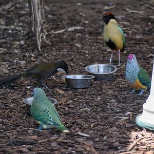 Rose-crowned Fruit-Doves, Noisy Pitta and Eastern Whipbird