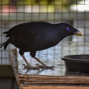 Satin Bowerbird