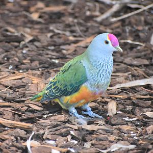 Rose-crowned Fruit-Dove